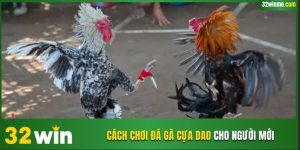 Mẹo cá cược chọi kê bất bại từ chuyên gia